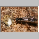 Poemenia notata - Schupfwespe 02b 14mm am Nest der Passaloecus sp-fdet03.jpg